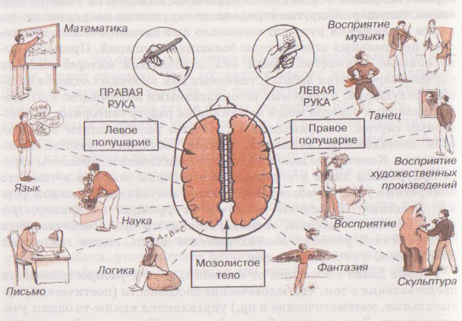 Левое полушарие какая рука