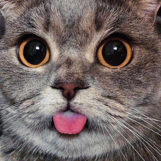 Почему кошка высовывает язык? | ZOO CHANNEL | Дзен