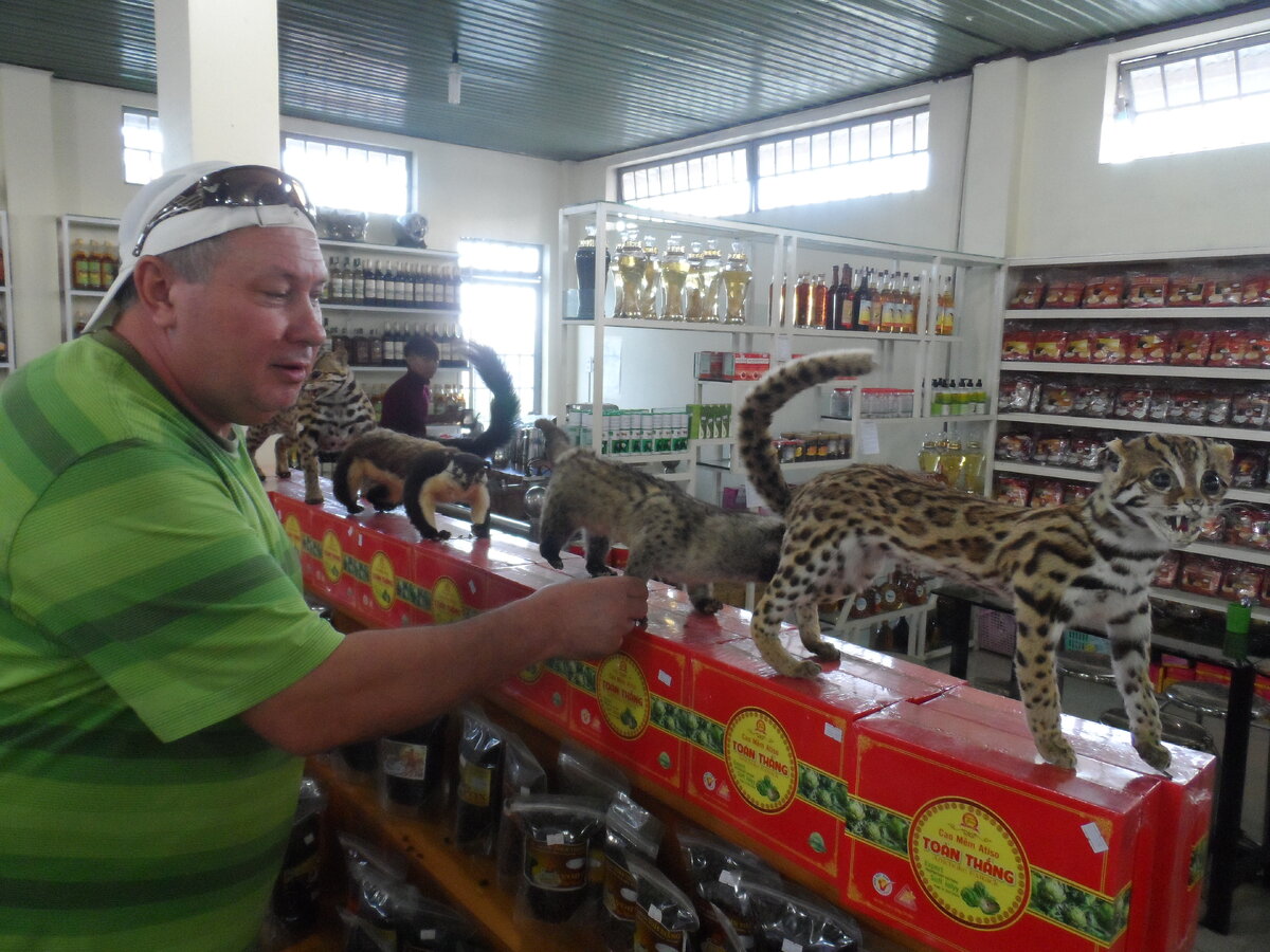 Чучела пальмовой куницы в магазине при кофейном производстве в Далате