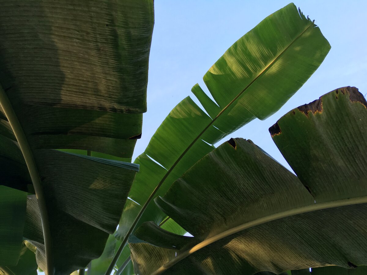 Листья банановых  деревьев. Широкие, гладкие и прохладные. Banana tree leaves. They are wide, smooth and  cool. 