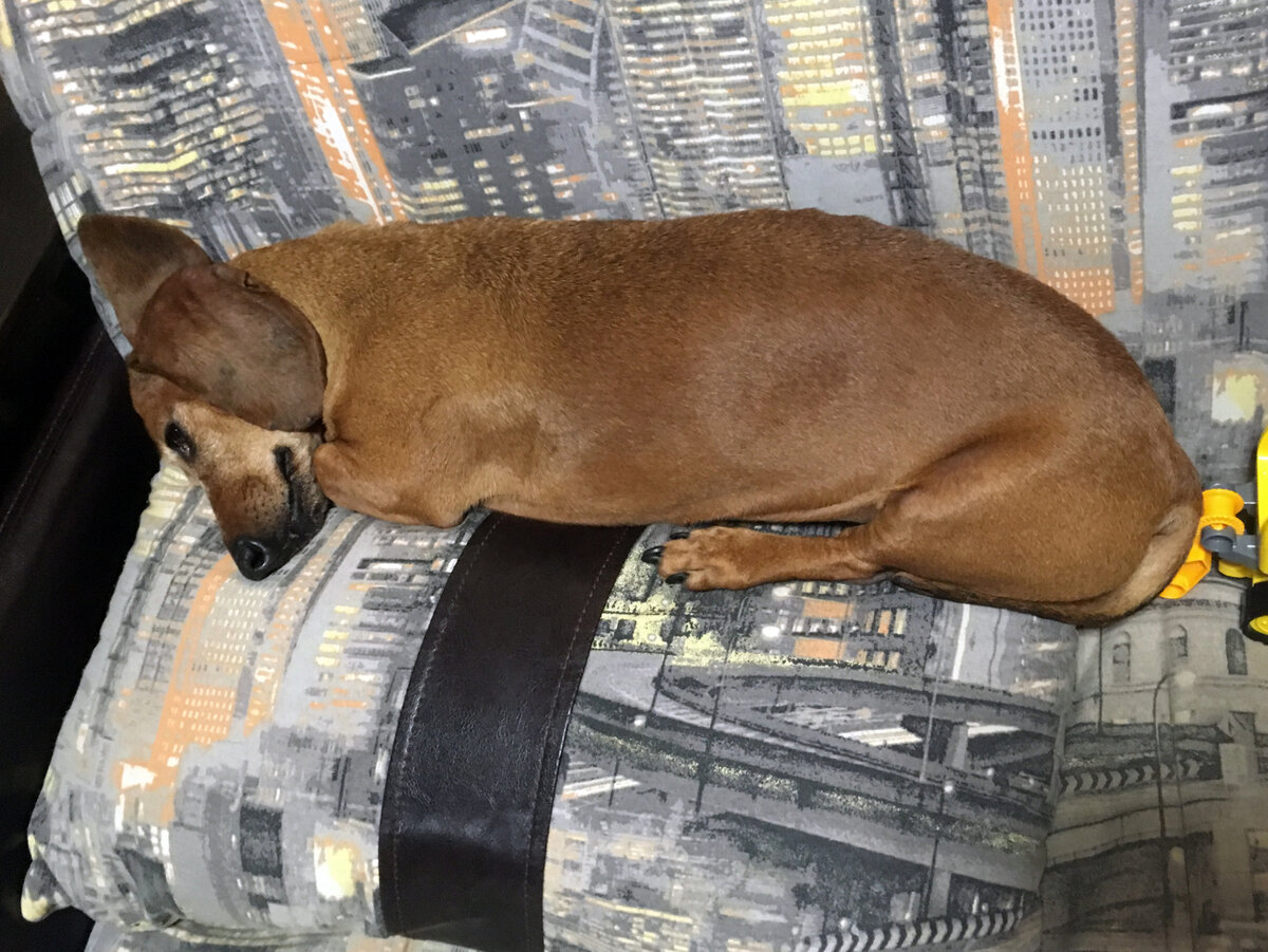 Этот такс совершенно сыт, потому он спокойно спит