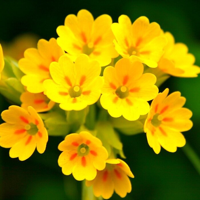 Цветки первоцвета весеннего