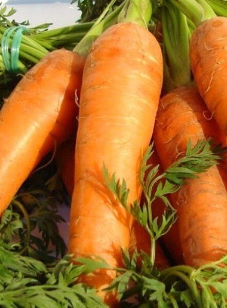 Лучшие сорта моркови для Урала