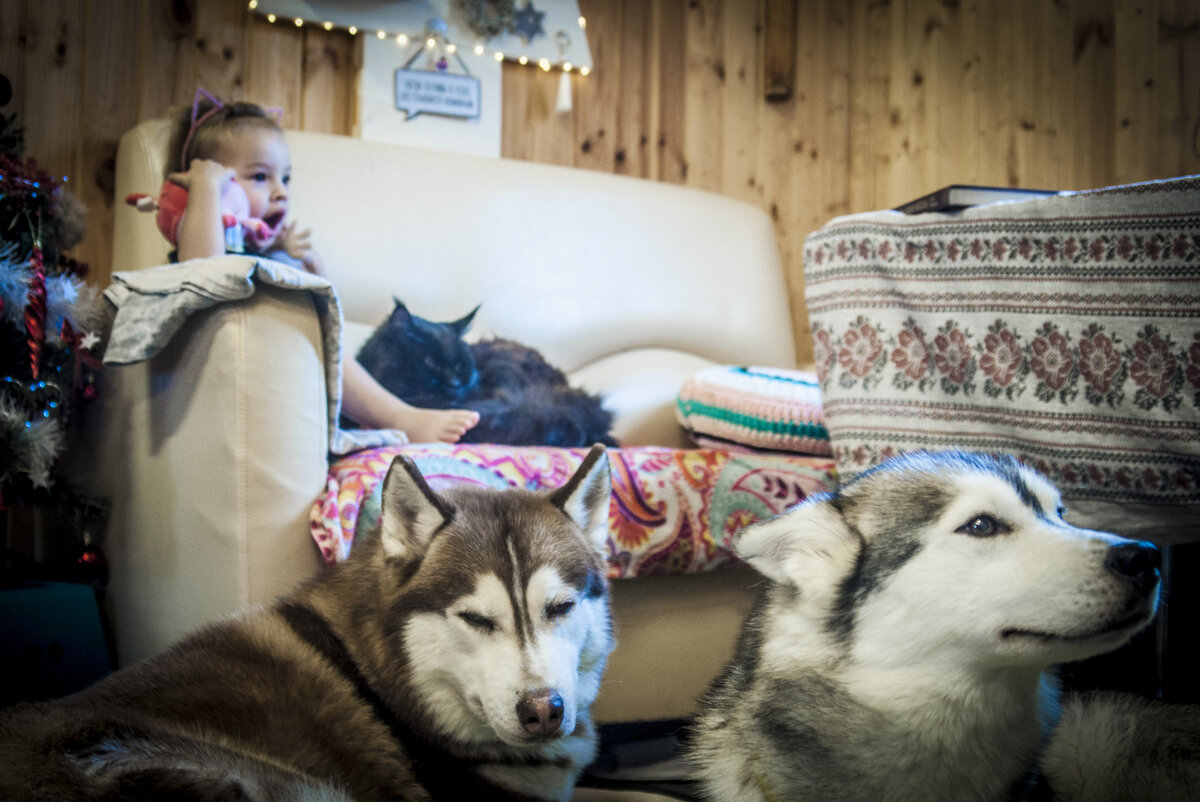 Хаски и город. Можно ли держать ездовую собаку в квартире. | In Dogs we  Trust | Дзен