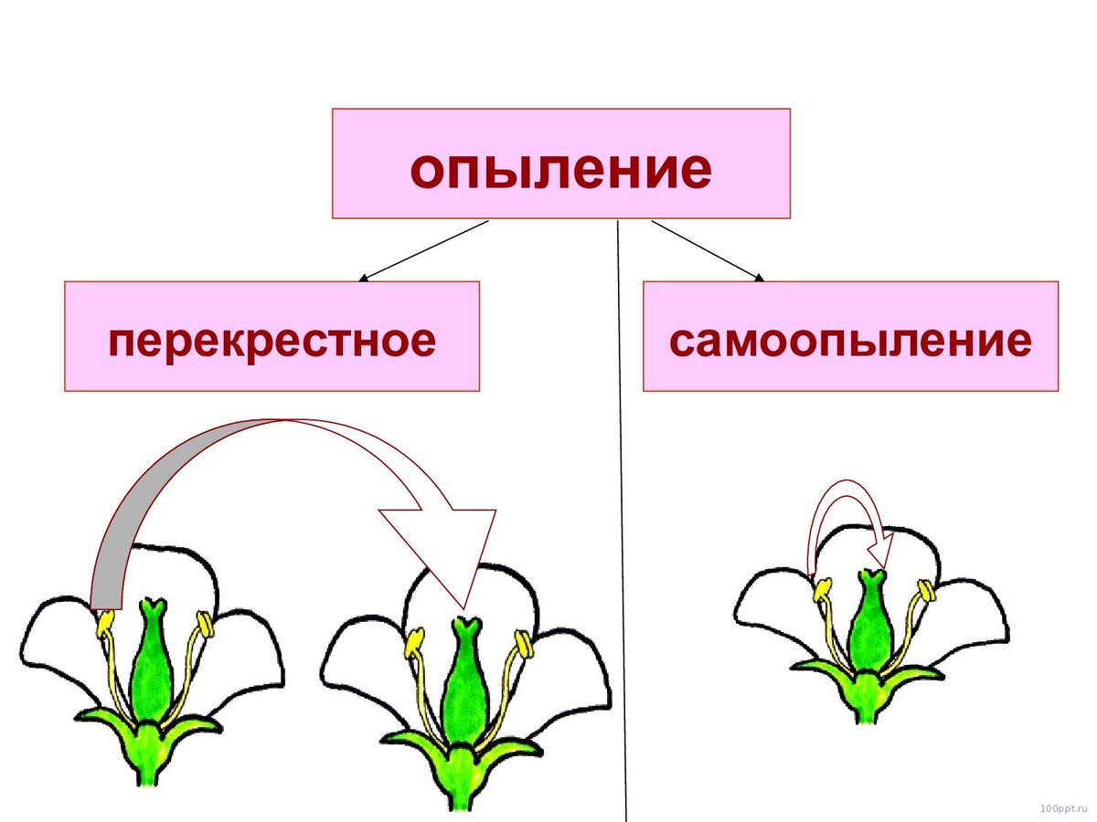 Охарактеризуйте способы опыления изображенные на рисунке 128