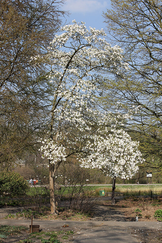 Магнолия кобус плоды. Магнолия кобус плоды. Магнолия кобус плоды. Магнолия кобус описание. Магнолия кобус плоды.