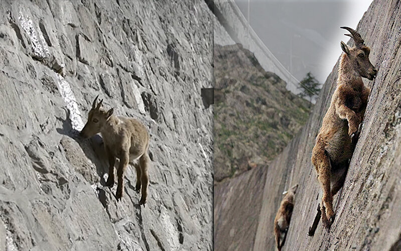 Дикие козы рассыпавшись по откосу. Горные козлы Тоскана. Горный козёл на склоне. Козы на скалах. Козлы скалолазы.