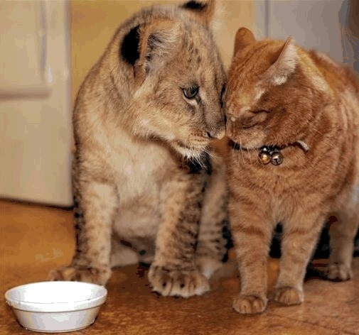 Картинка из инета