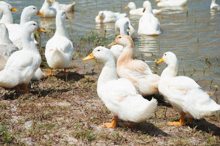 Пекинки на водоеме.