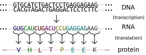 Центральная догма молекулярной биологии.