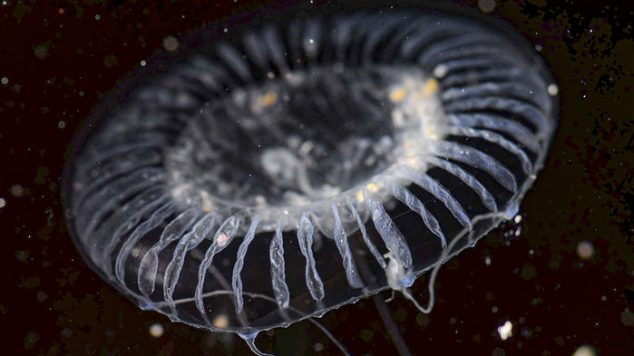 Медуза Aequorea australis