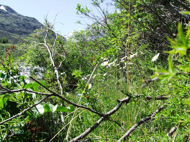 Богатство растительности у края морены – есть на что посмотреть 