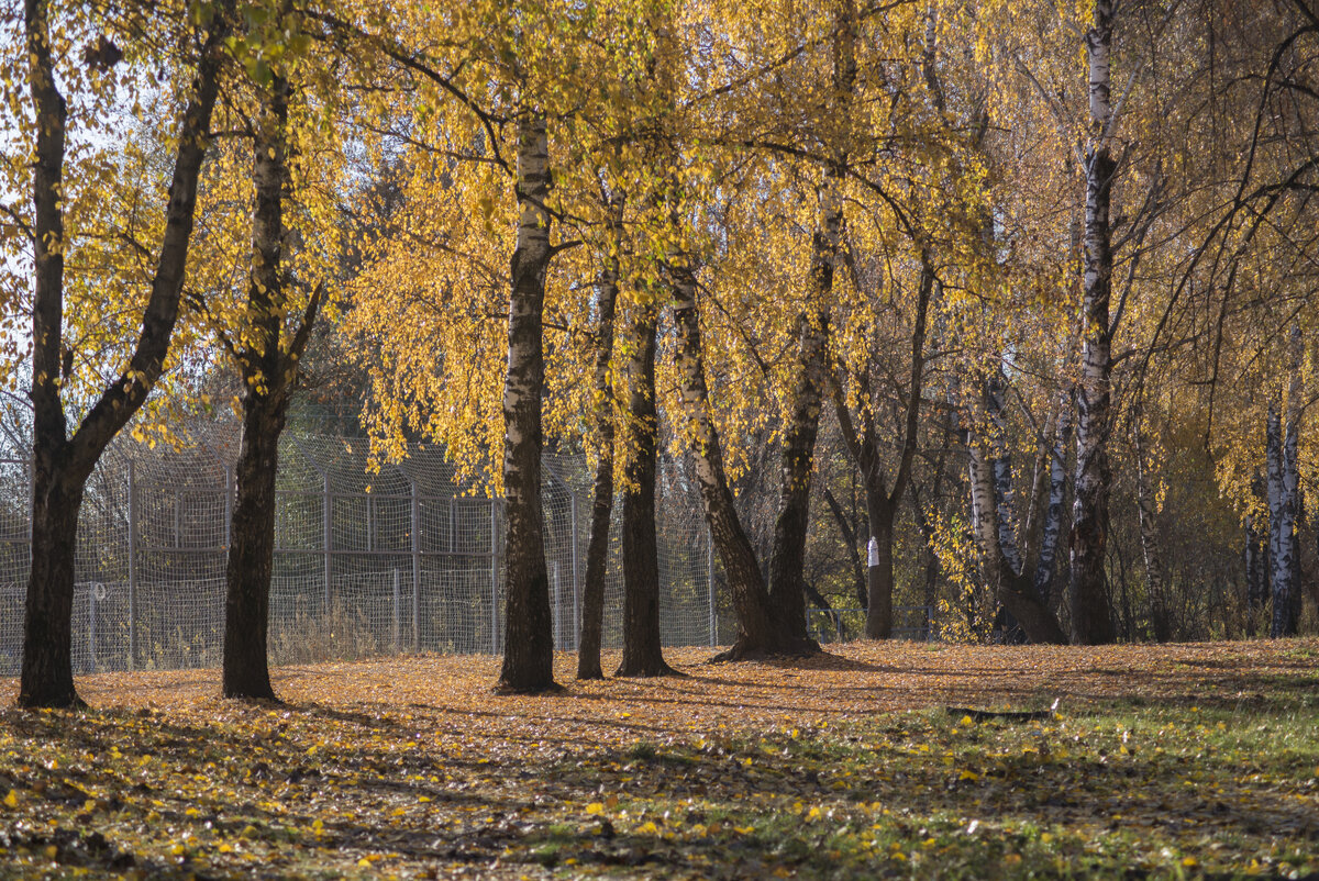 Автор строк и фото: КоМариша