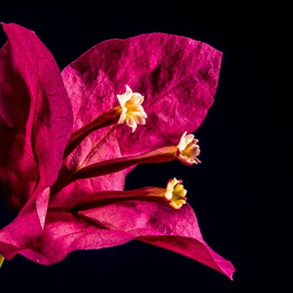 https://pixabay.com/ru/photos/%D0%B1%D1%83%D0%B3%D0%B5%D0%BD%D0%B2%D0%B8%D0%BB%D1%8C-%D1%86%D0%B2%D0%B5%D1%81%D1%82%D0%B8-%D1%86%D0%B2%D0%B5%D1%82%D0%BE%D0%BA-%D1%80%D0%BE%D0%B7%D0%BE%D0%B2%D1%8B%D0%B9-217299/
