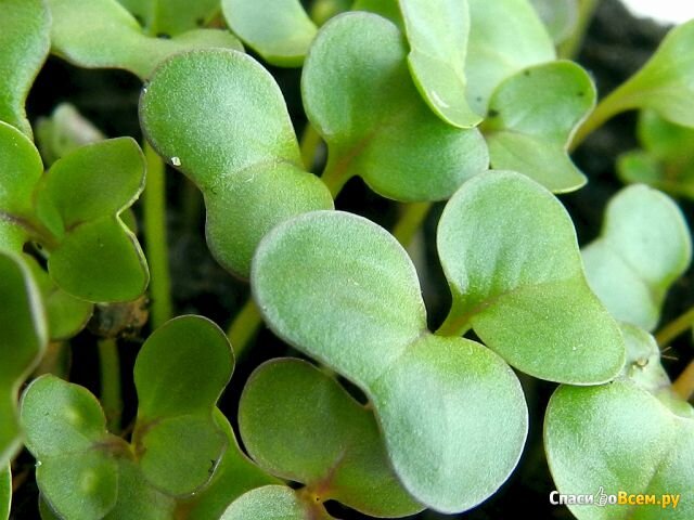 Мой  сосед  Павел,  выращивает  зимой  на  подоконнике  крохотные  ростки  различных  культур  т.н.-микрозелень.  Я  не  очень  интересовался  этим  его  увлечением,  как  оказалось  зря.  А  тут,  как-  то,  он  меня  угостил  салатом  из  ростков  свёклы  и  кресс-салата  с  оливковым  маслом  и  творожной  пастой  с  ростками  кресс-салата  и  сметаной.  Я  вообще-то  любитель  вкусной  пищи ,  но  это  было  восхитительное  сочетание.  Очень  вкусно  и  самое  главное  полезно  для  организма.