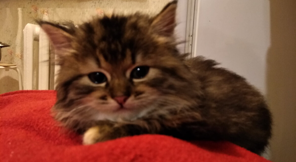 Фото как только мы принесли Бусинку, кажется что она плачет.