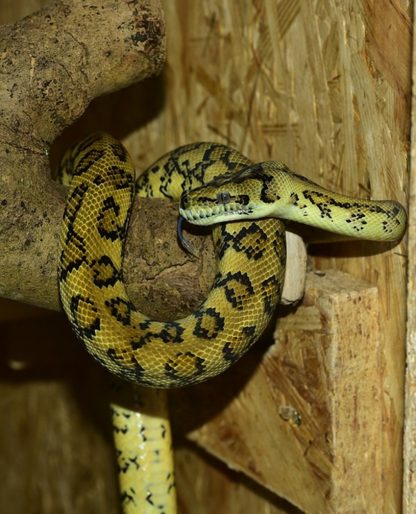 https://cdn.pixabay.com/photo/2015/12/27/10/04/python-1109643_960_720.jpg