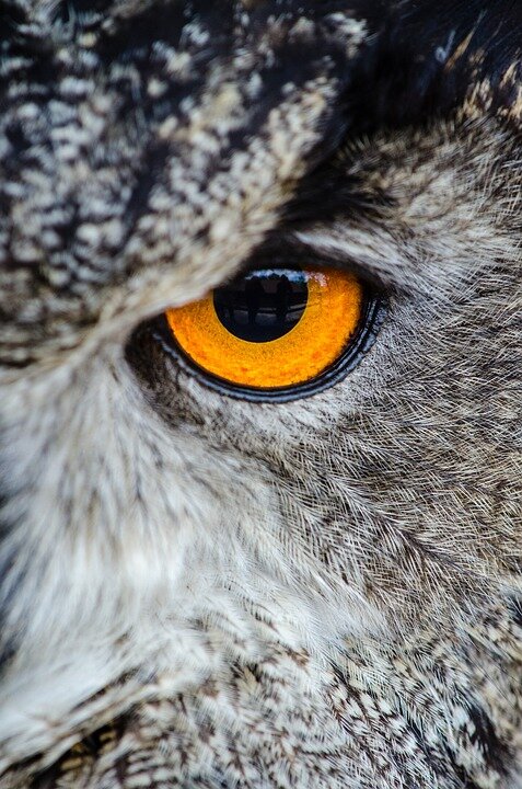 https://cdn.pixabay.com/photo/2016/11/23/13/55/animal-1853021_960_720.jpg