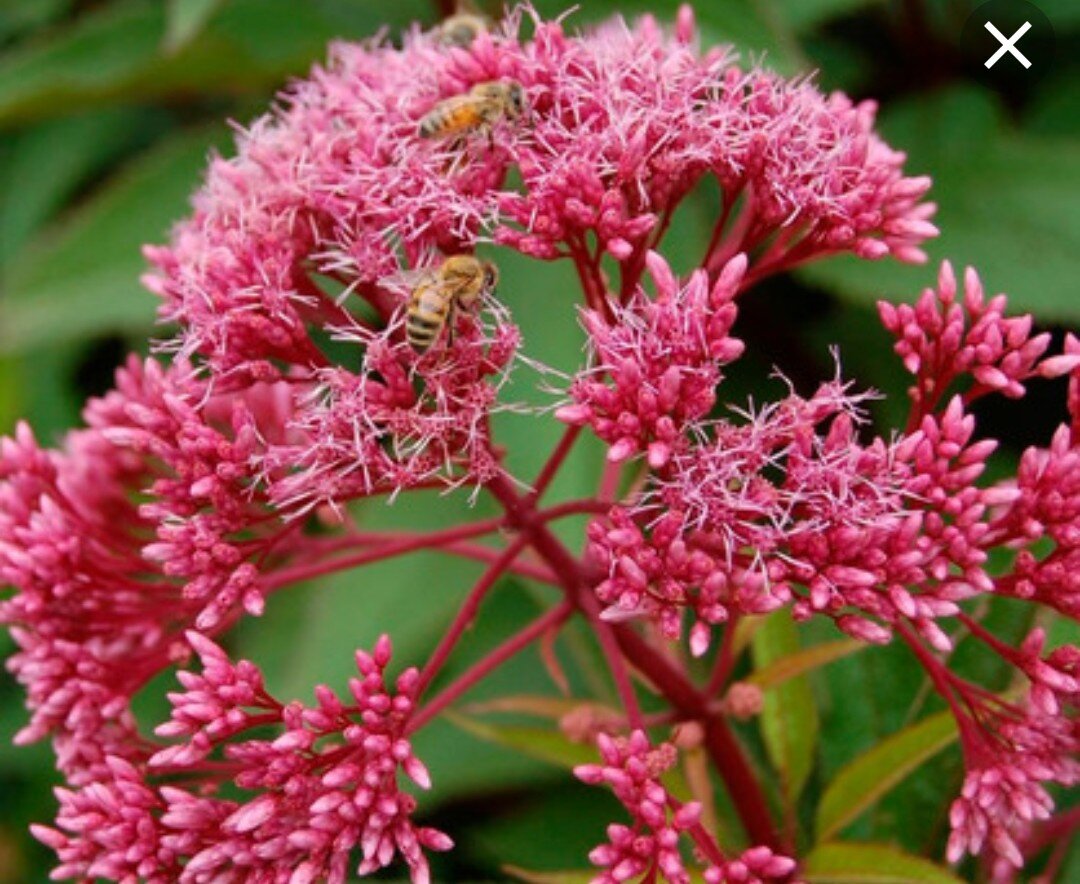 Посконник обыкновенный