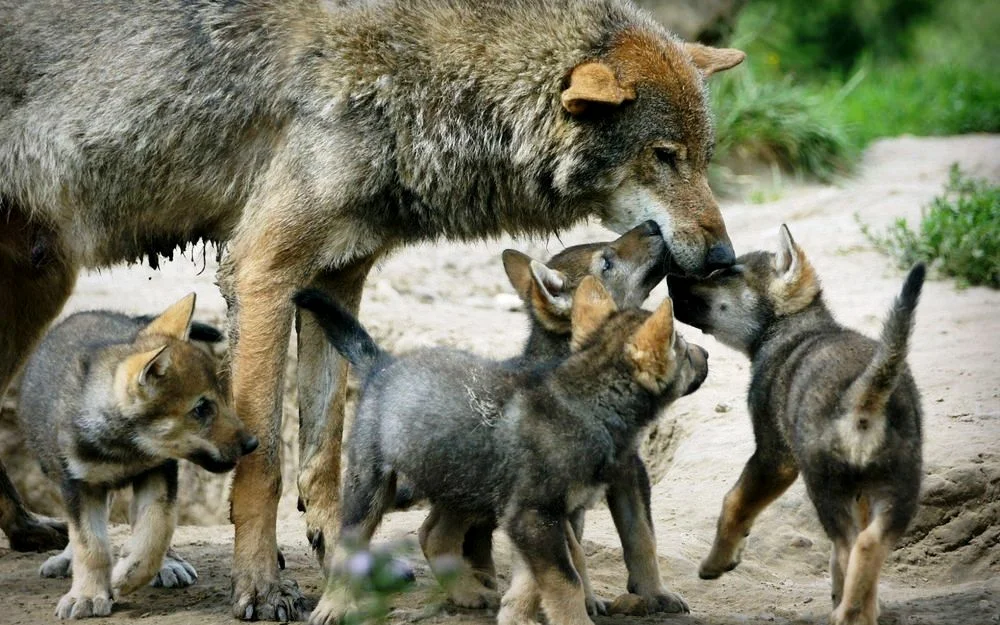 Жизнь серого волка. Волк волчица и Волчонок. Волк с волчатами. Волк волчица Волчонок семья. Волчица с волчатами.
