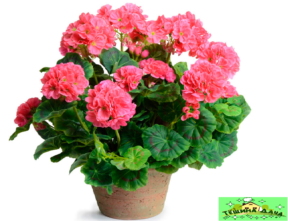 герань домашняя