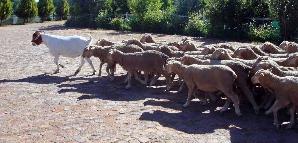 Лидер мнений ведет за собой народ 