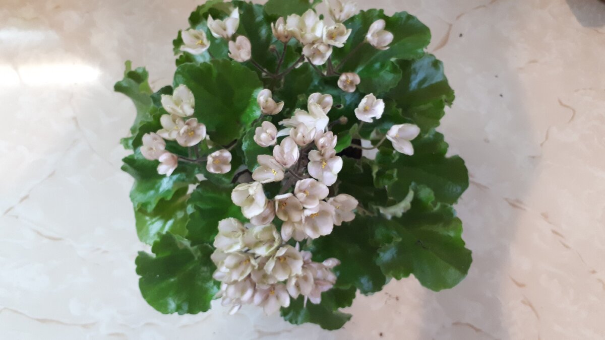 Emerald Pink 