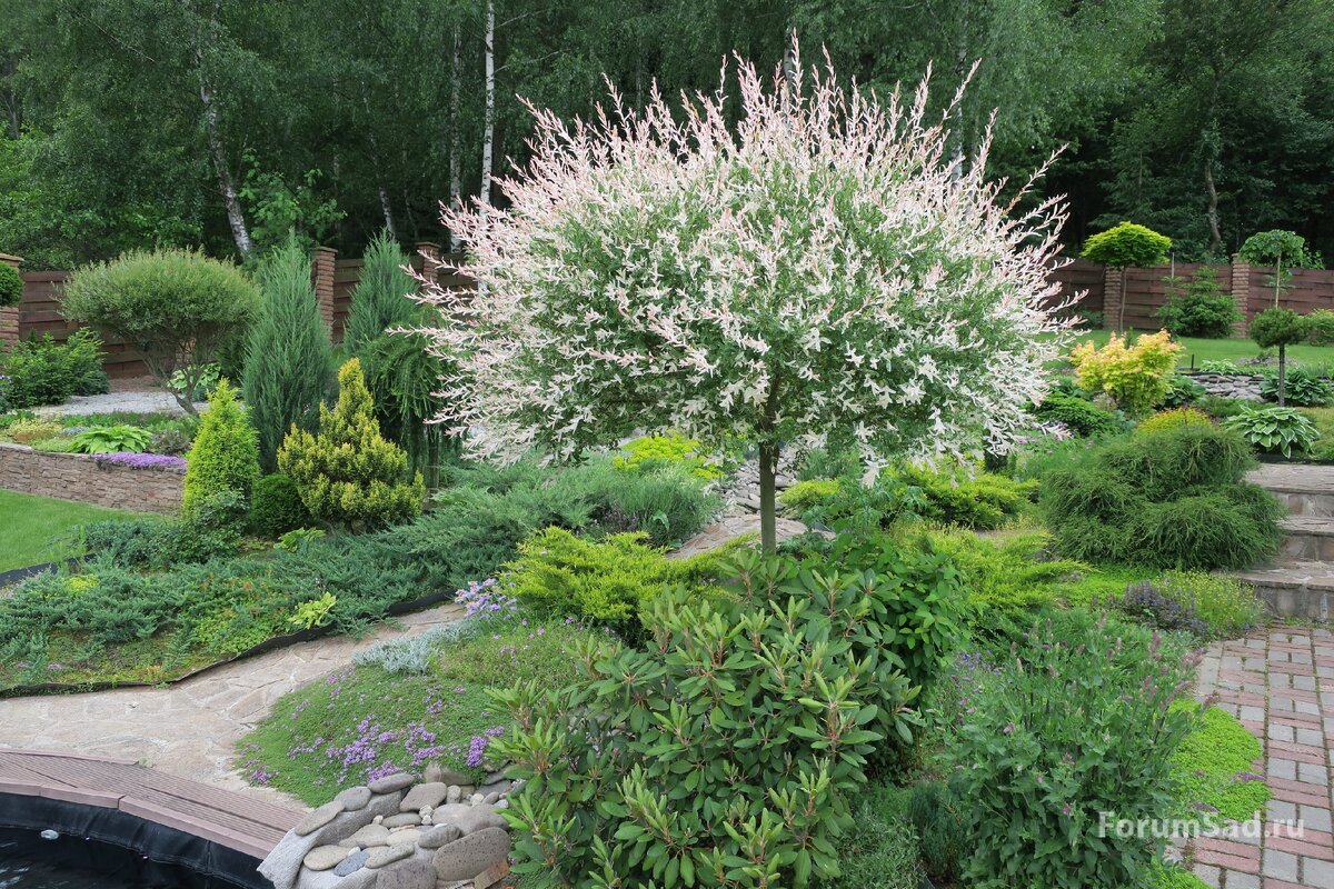 Ива цельнолистная Хакуро Нишике на штамбе.