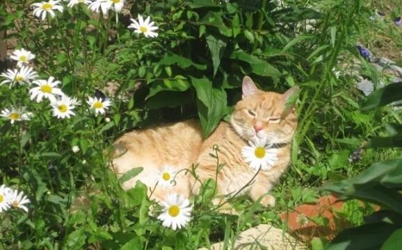 Фото-иллюстрация из открытого доступа