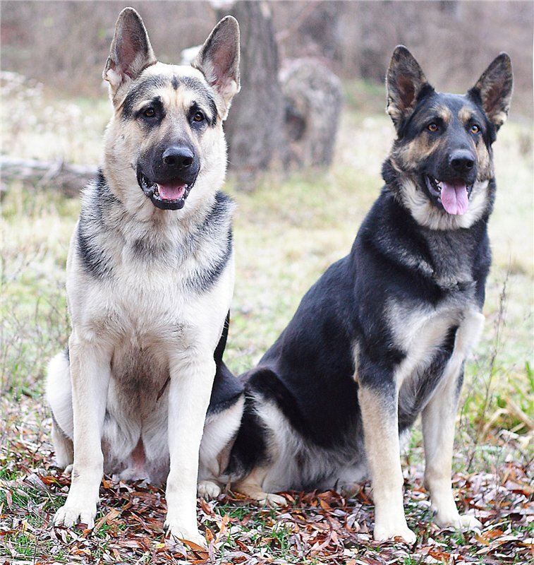 ЯНДЕКС.КАРТИНКИ