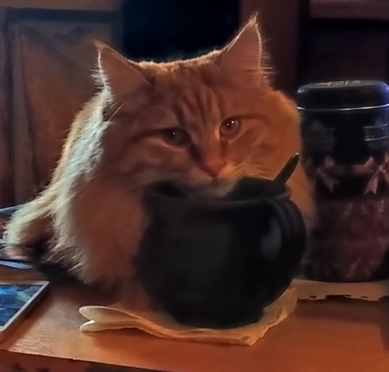 КОТ НАСТОЯЩИЙ.