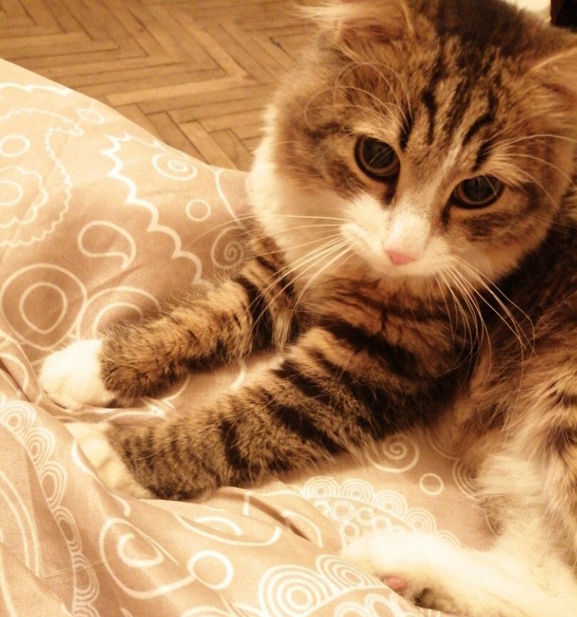 Котёнок Трошка