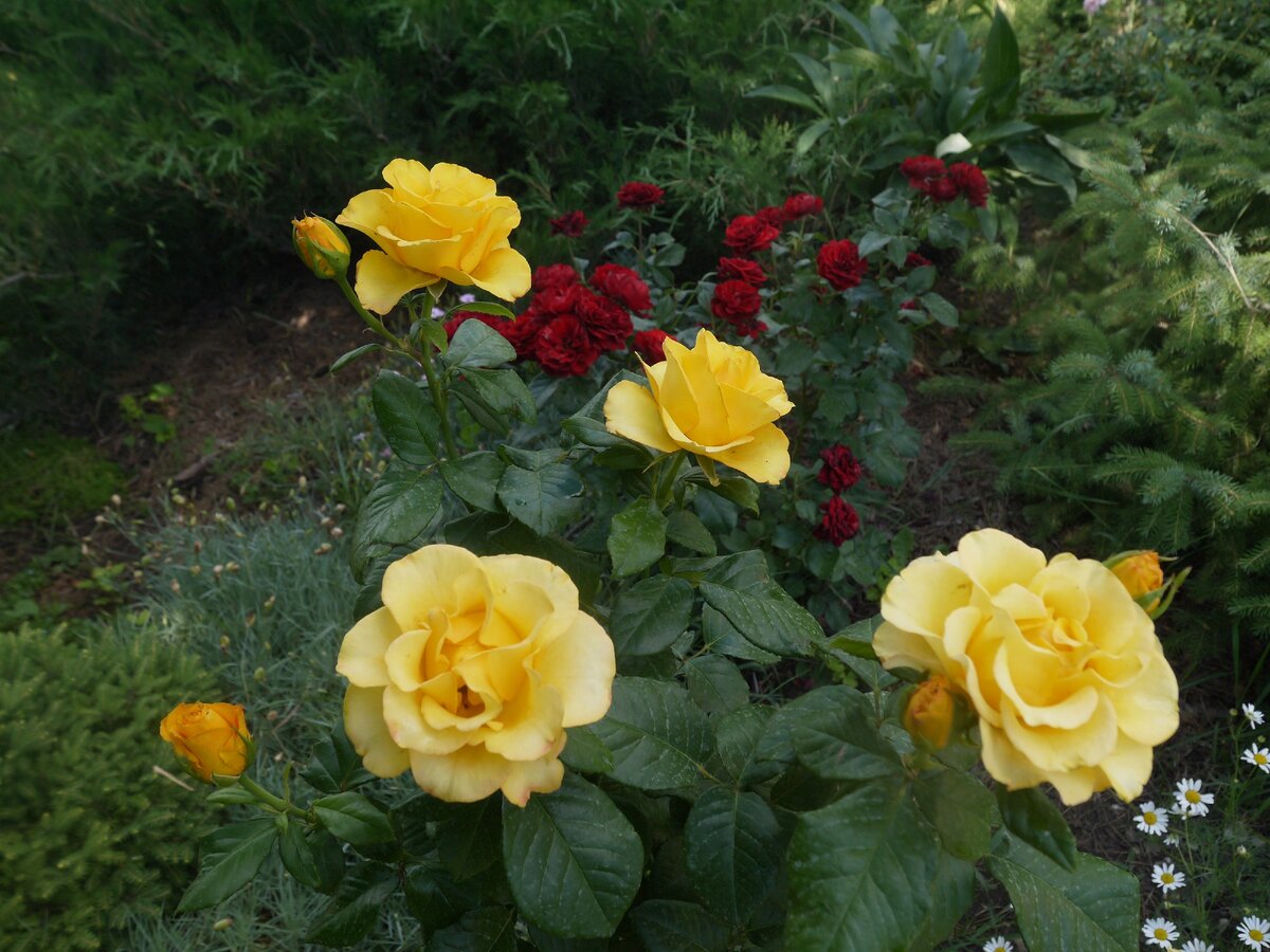 Чайно-гибридная роза Керио. Очень красивая роза, бутон держится долго, не выгорает.