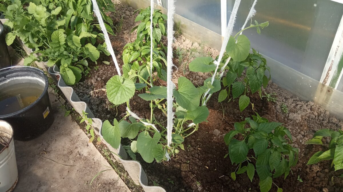 Подрастающая дынька - оставлено 4 плети