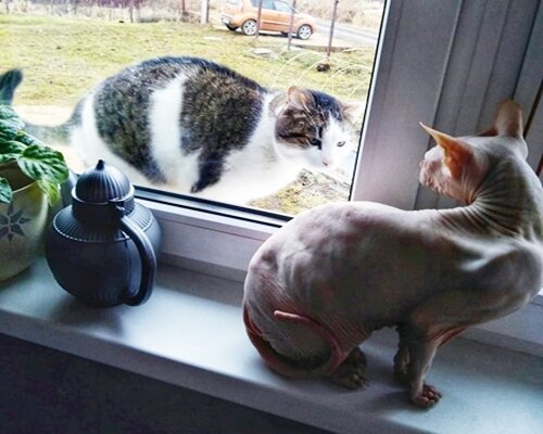 За окном Вася Белый, а на подоконнике Астон, он же ЛыснЯ