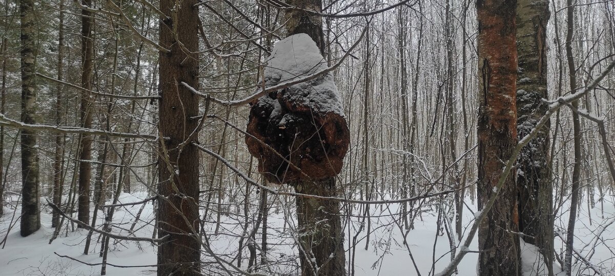 Чудо в зимнем лесу. 