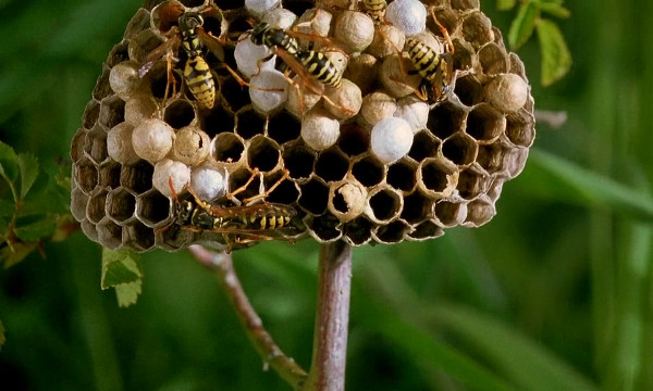 Полтора часа вы проведёте на совершенно неизвестной планете Земля, где все расстояния измеряются миллиметрами. Её обитатели-фантастические создания, насекомые, улитки и прочие жители травы и воды. Её пейзажи- непроходимые дерби травяных кущ, капли росы, огромные, как воздушные шары. Здесь каждое насекомое-полноценный актёр.