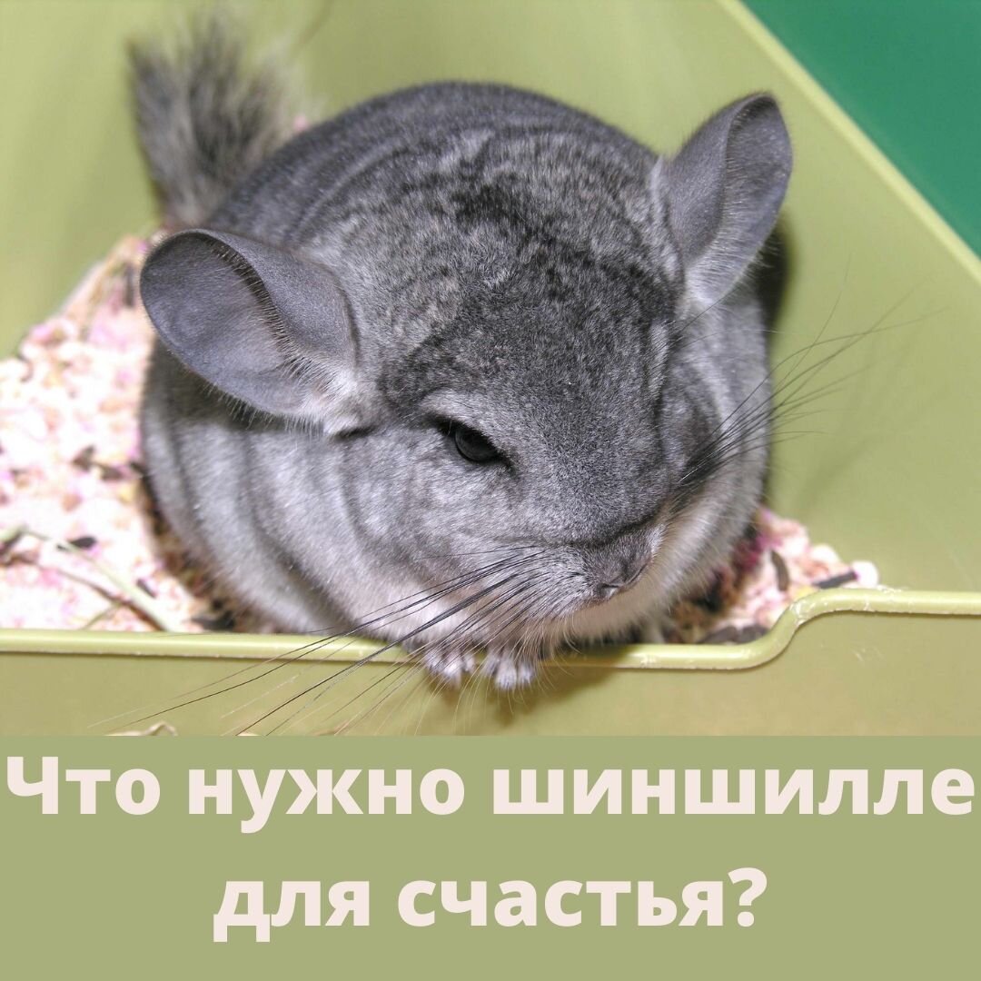 Шиншилла фото