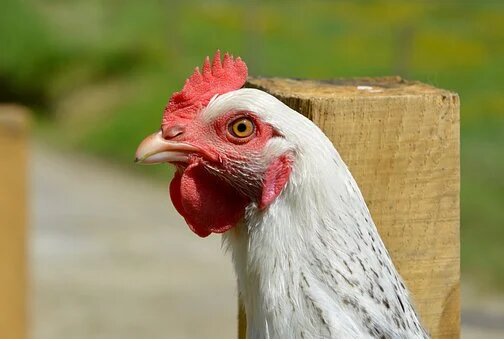 Это не курица. Это - я.