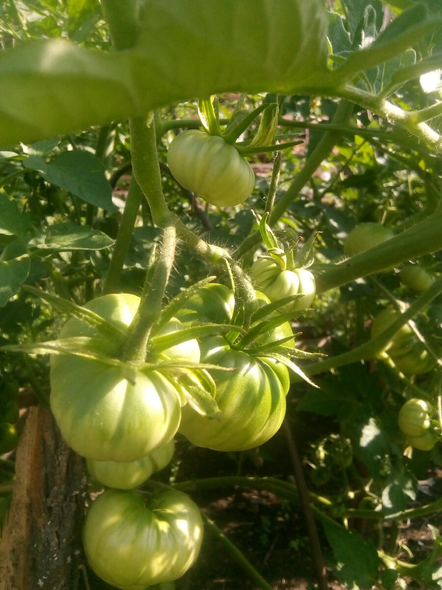 Вот такие шикарные кисти