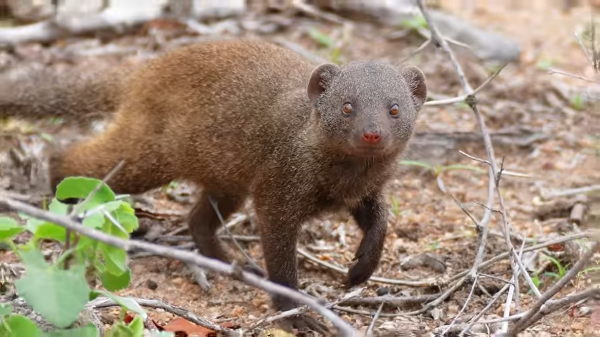 Выслеживает добычу