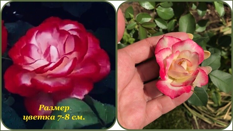 Роза «Юбилей принца Монако»