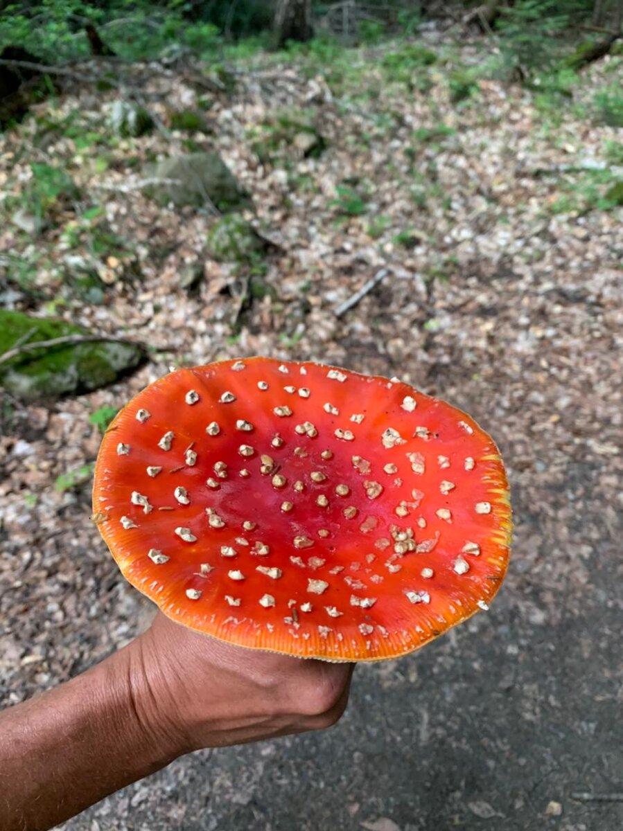 Мухомор просто для антуража. Поразил меня своей выразительностью.