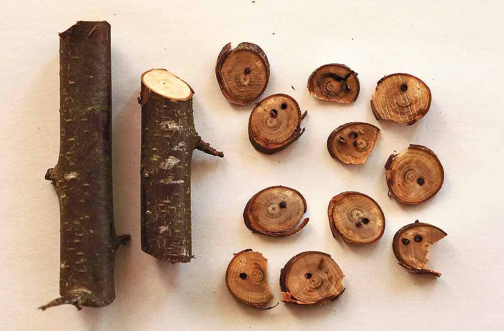 Поврежденные веточки. Фото автора