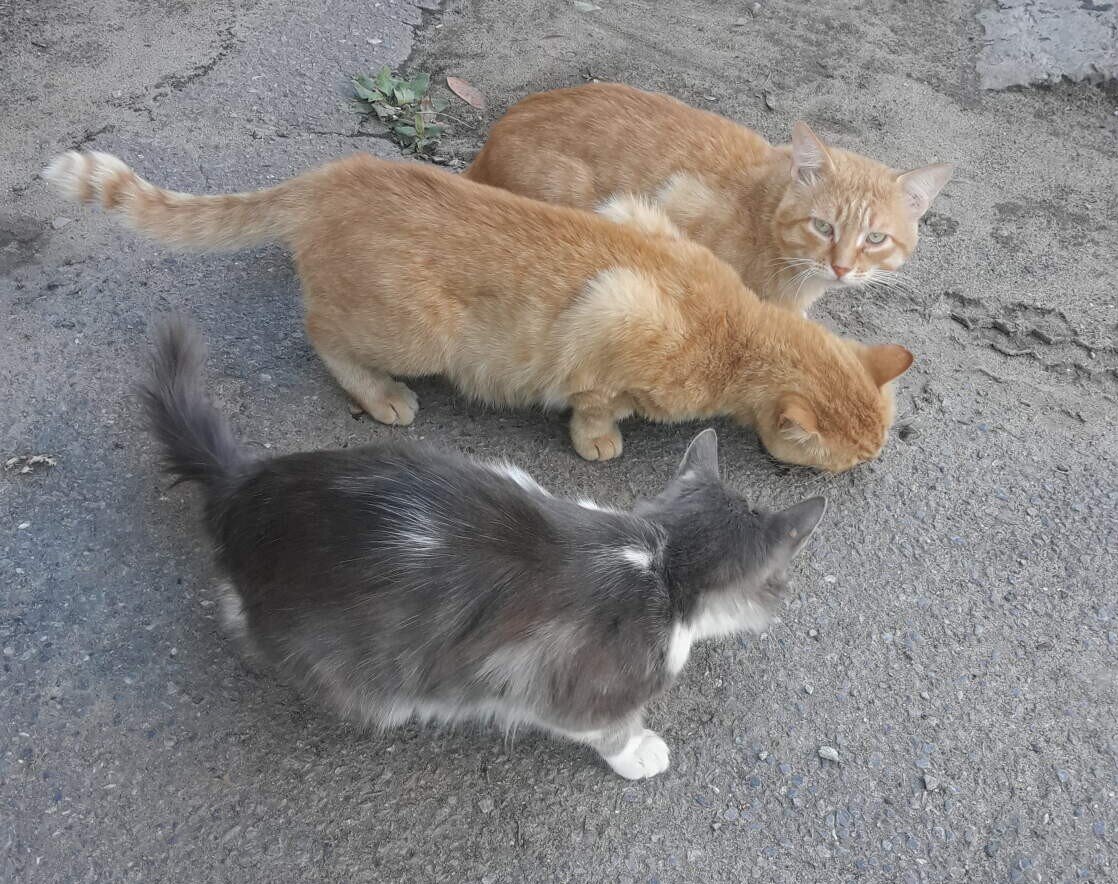 Фото автора. Наша дворовая команда. Серый кот, ставший моим вдохновителем для этого рассказа, действительно был брошен своими хозяевами, уехавшими в другой город.