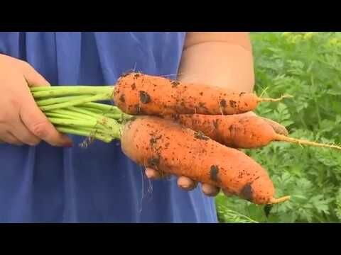 Выбираем здоровую, крепкую морковь. 