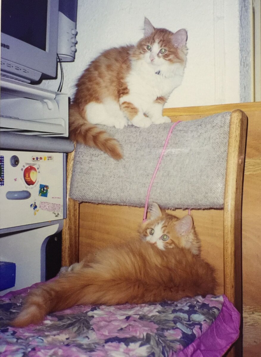 Фото из Интернета.