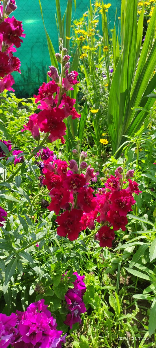 Как приятно посмотреть зимой на это великолепие) 