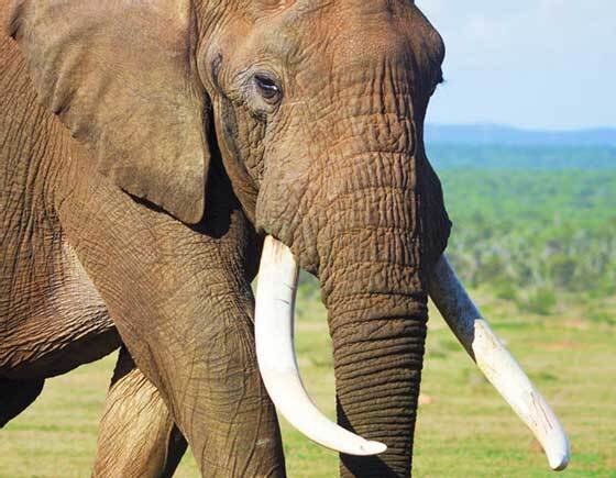 Бивни слона https://images.app.goo.gl/yXYdDz2KfS4HrG1aA