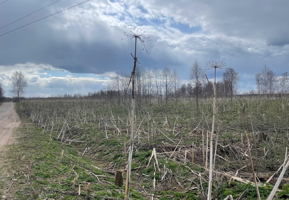 Борщевик выше человеческого роста заполонил все вокруг. Тверская область. Фото автора. 